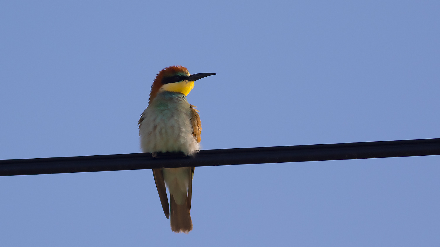 European Bee-eater